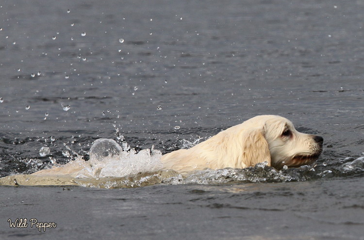 Wild Pepper Golden Retriever