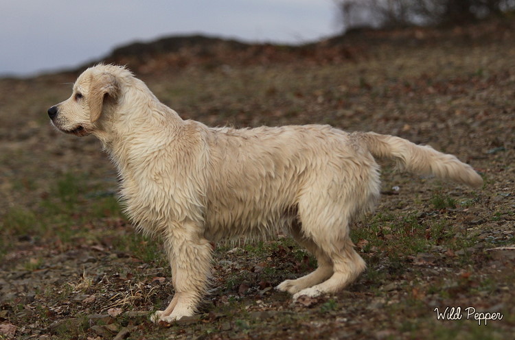 Wild Pepper Golden Retriever