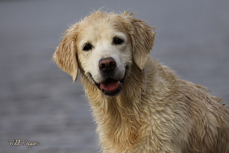 Wild Pepper Golden Retriever