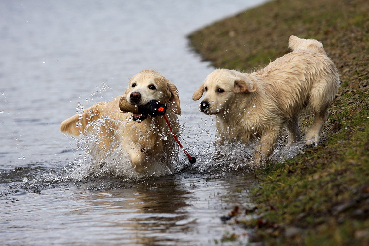 Wild Pepper Golden Retriever