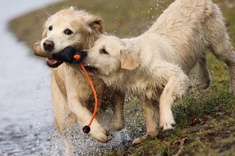 Wild Pepper Golden Retriever