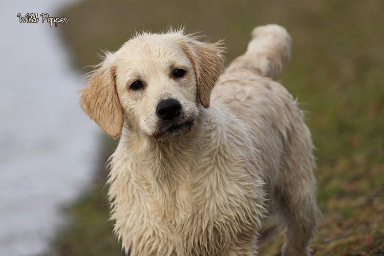 Wild Pepper Golden Retriever