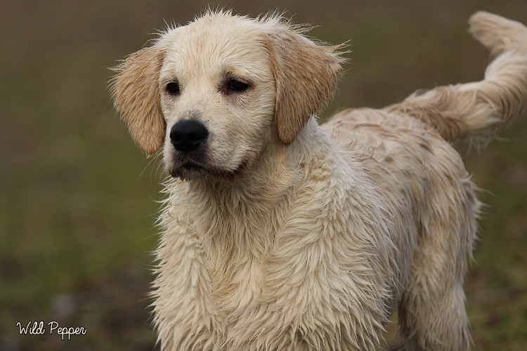 Wild Pepper Golden Retriever