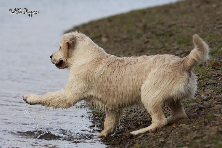 Wild Pepper Golden Retriever