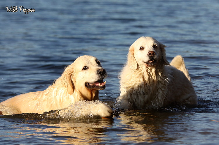 Wild Pepper Golden Retriever