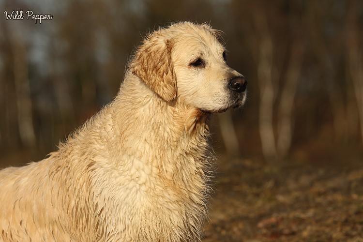 Wild Pepper Golden Retriever