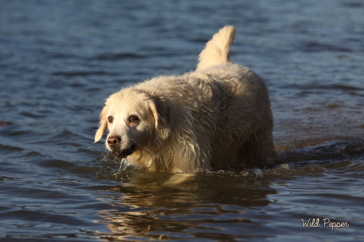 Wild Pepper Golden Retriever