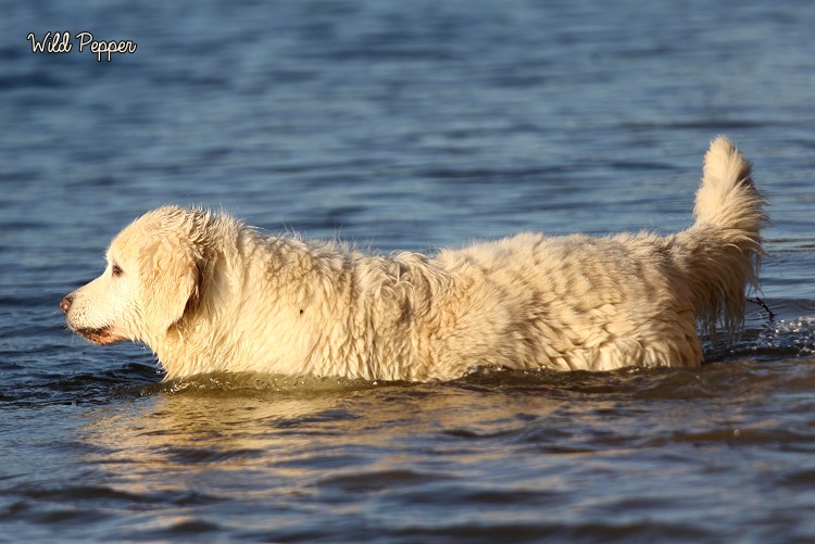 Wild Pepper Golden Retriever