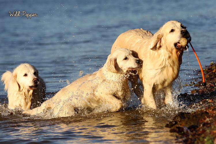 Wild Pepper Golden Retriever