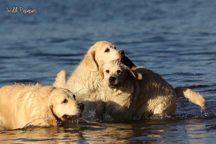 Wild Pepper Golden Retriever