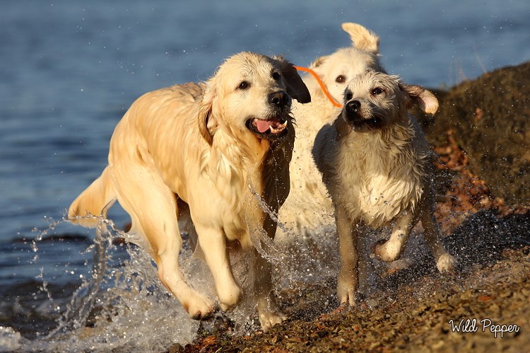 Wild Pepper Golden Retriever