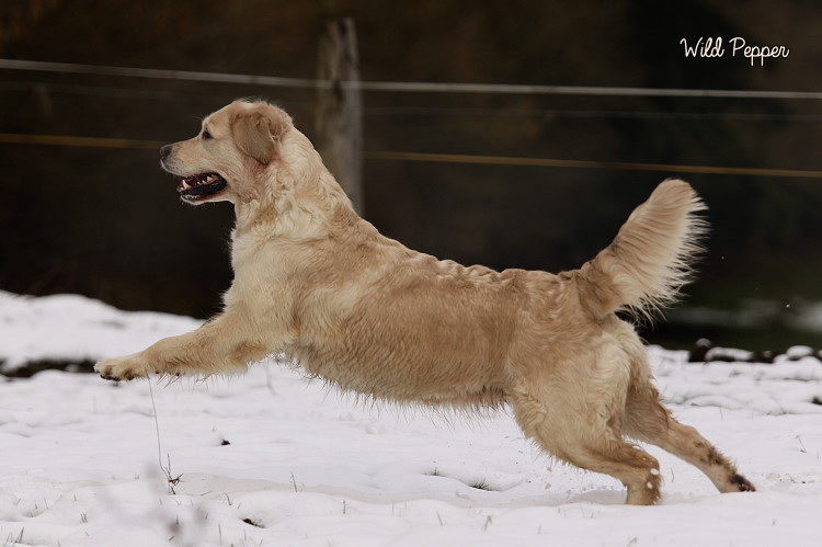 Wild Pepper Golden Retriever