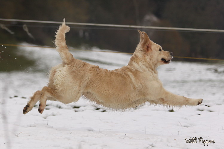 Wild Pepper Golden Retriever