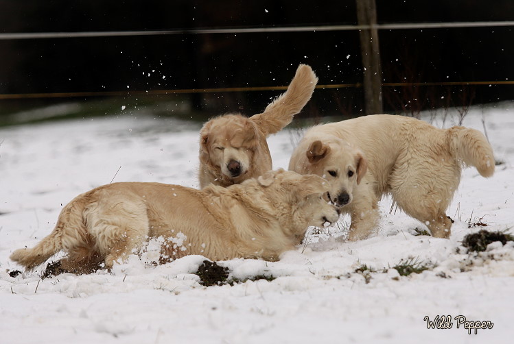 Wild Pepper Golden Retriever