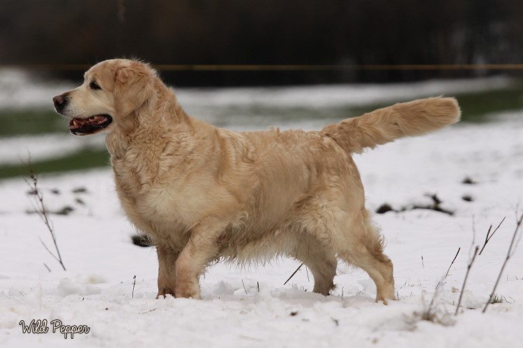 Wild Pepper Golden Retriever
