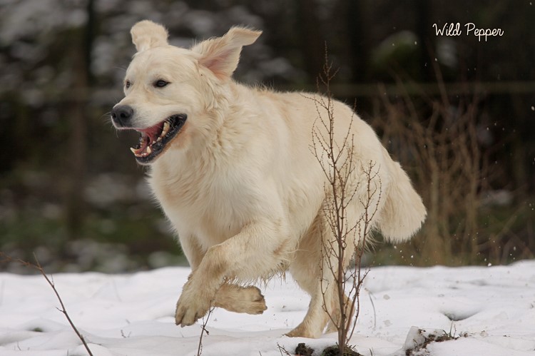Wild Pepper Golden Retriever