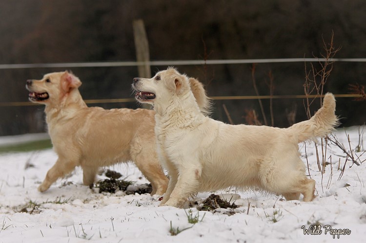 Wild Pepper Golden Retriever