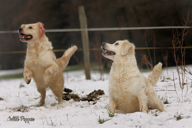 Wild Pepper Golden Retriever
