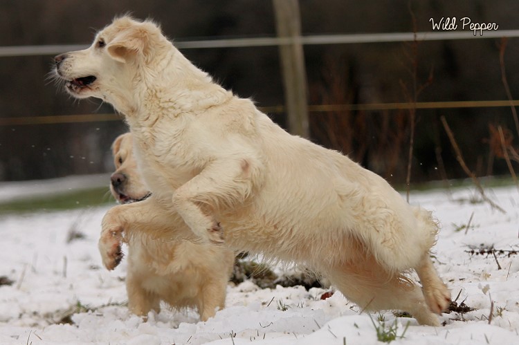 Wild Pepper Golden Retriever