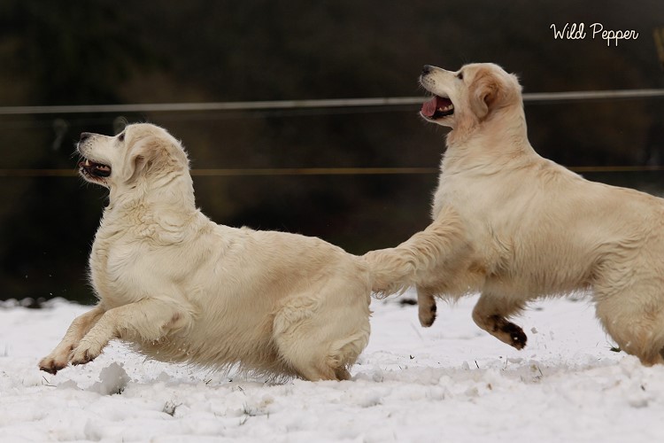Wild Pepper Golden Retriever