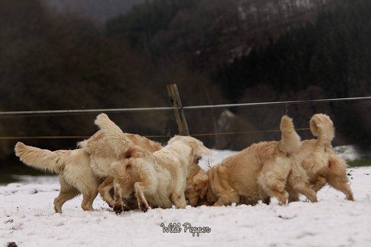 Wild Pepper Golden Retriever