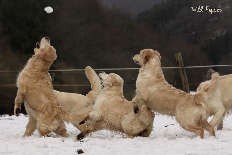Wild Pepper Golden Retriever