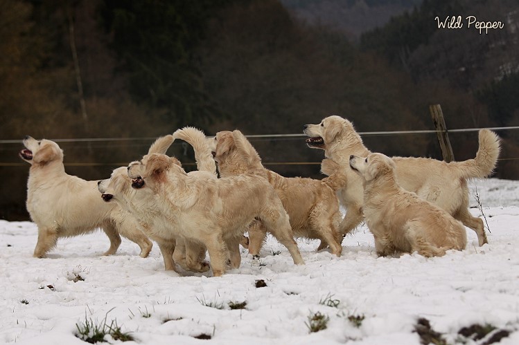 Wild Pepper Golden Retriever