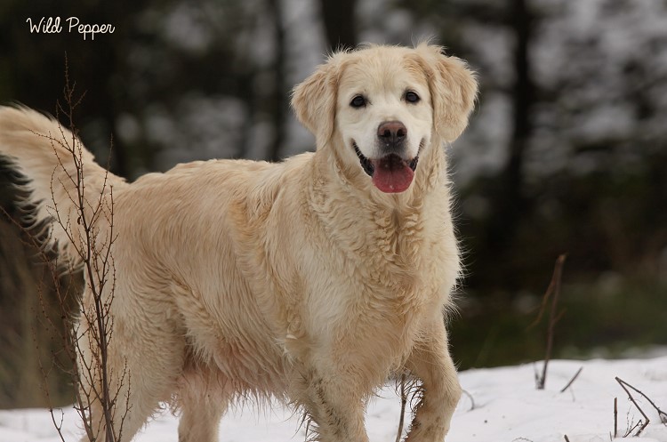 Wild Pepper Golden Retriever