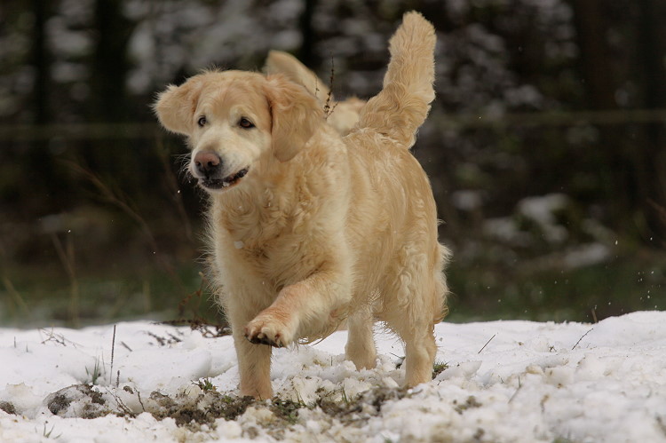 Wild Pepper Golden Retriever