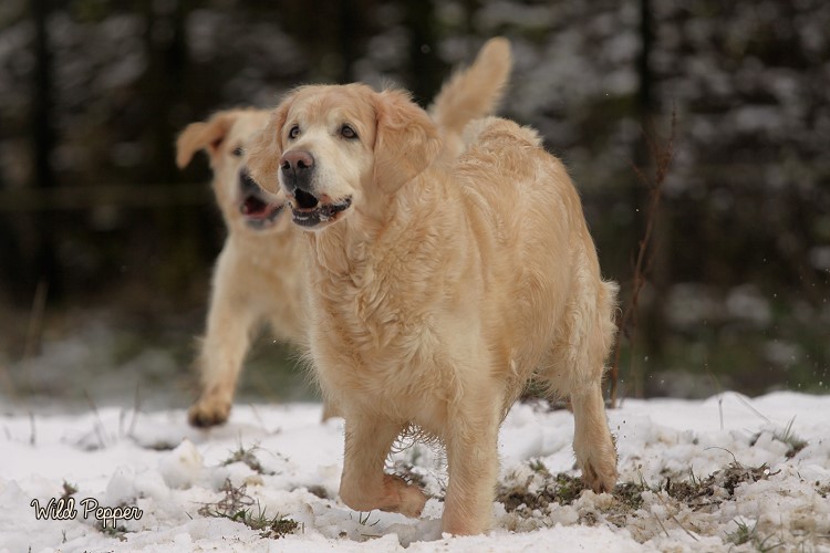 Wild Pepper Golden Retriever
