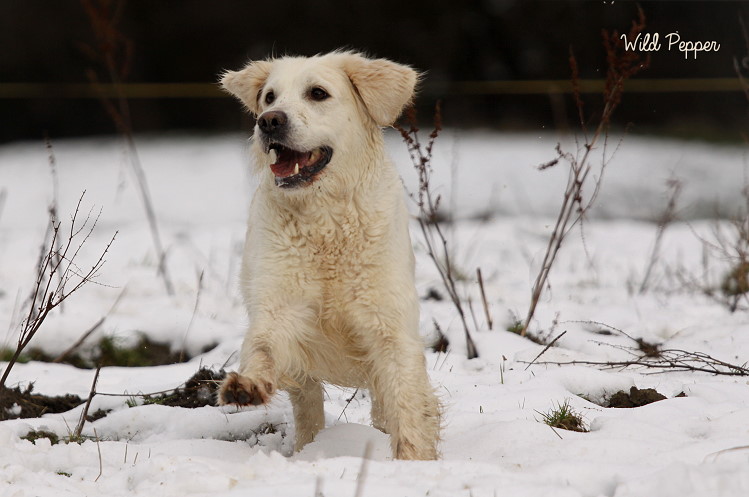 Wild Pepper Golden Retriever