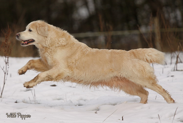 Wild Pepper Golden Retriever