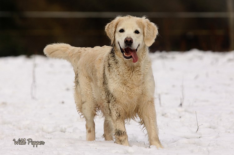 Wild Pepper Golden Retriever
