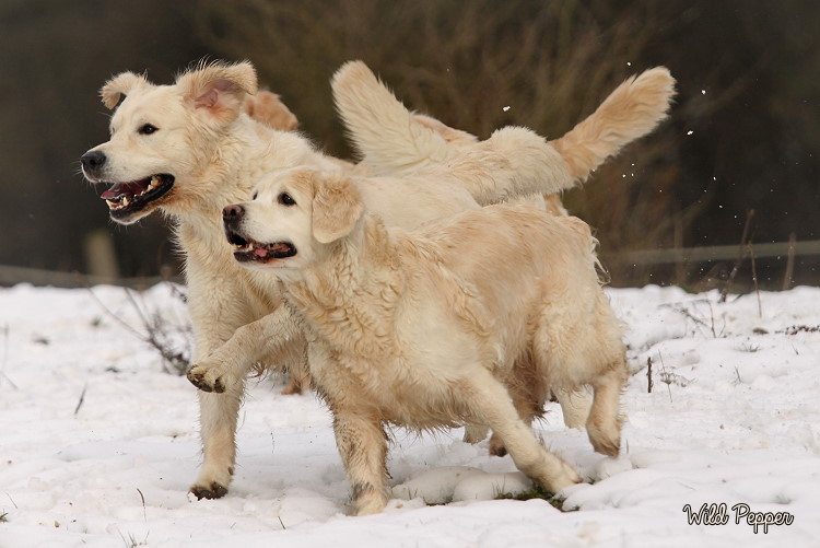 Wild Pepper Golden Retriever