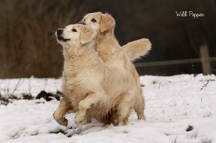 Wild Pepper Golden Retriever