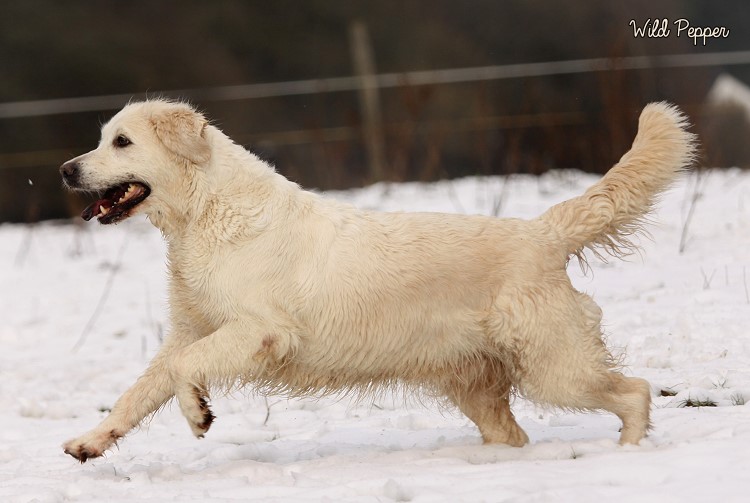 Wild Pepper Golden Retriever