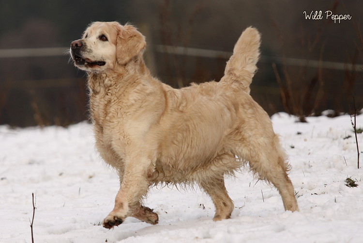 Wild Pepper Golden Retriever