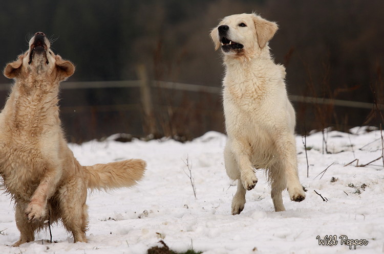 Wild Pepper Golden Retriever