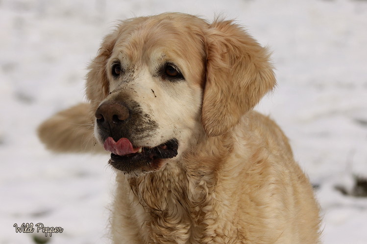 Wild Pepper Golden Retriever