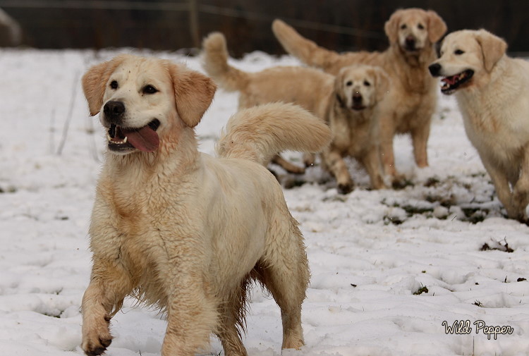 Wild Pepper Golden Retriever