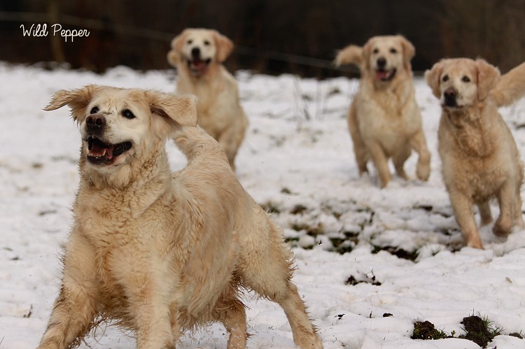 Wild Pepper Golden Retriever