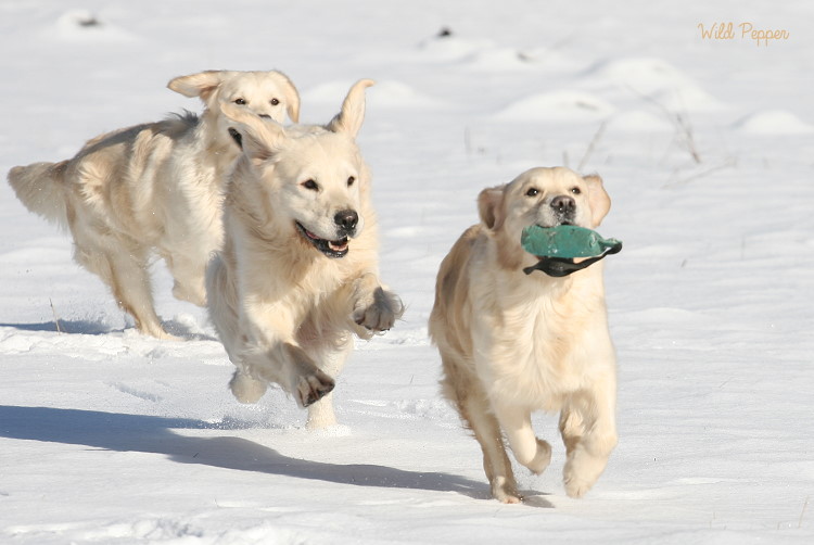 Wild Pepper Golden Retriever