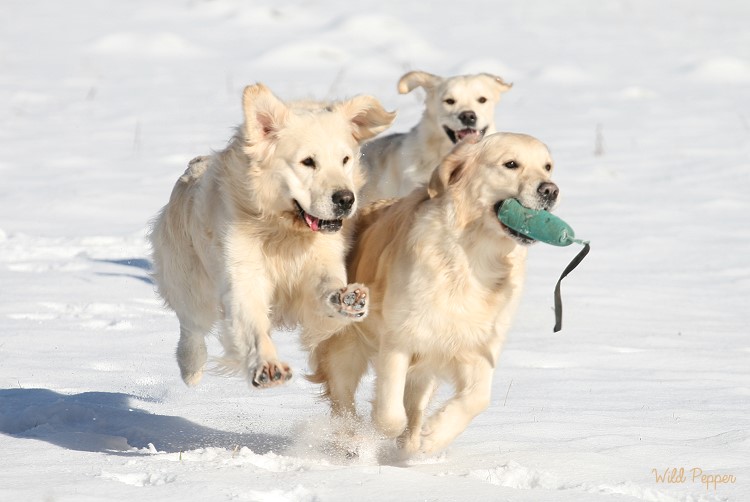 Wild Pepper Golden Retriever