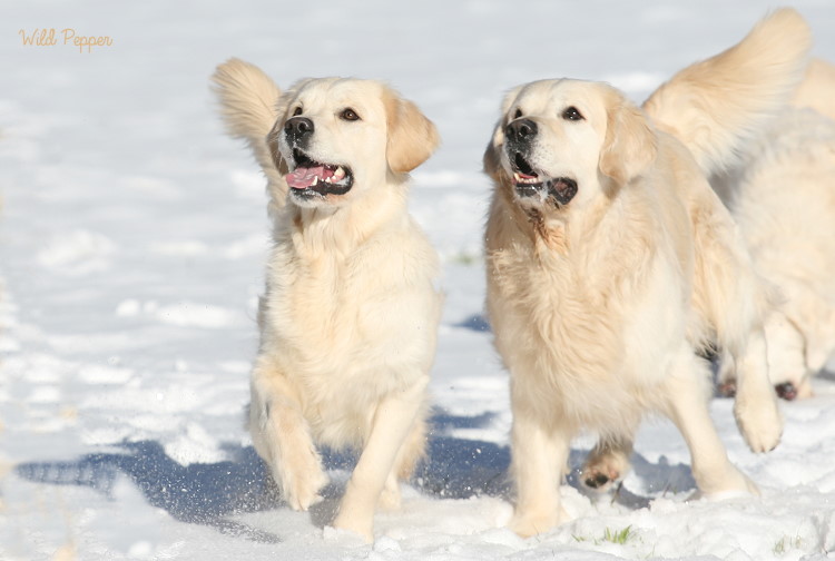 Wild Pepper Golden Retriever