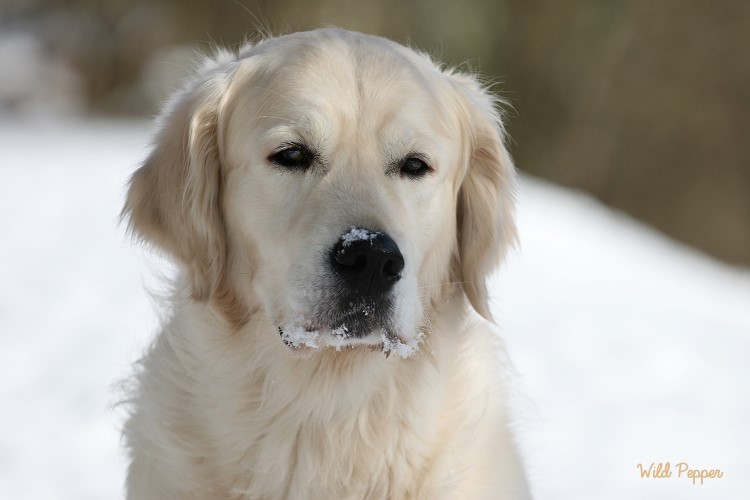 Wild Pepper Golden Retriever