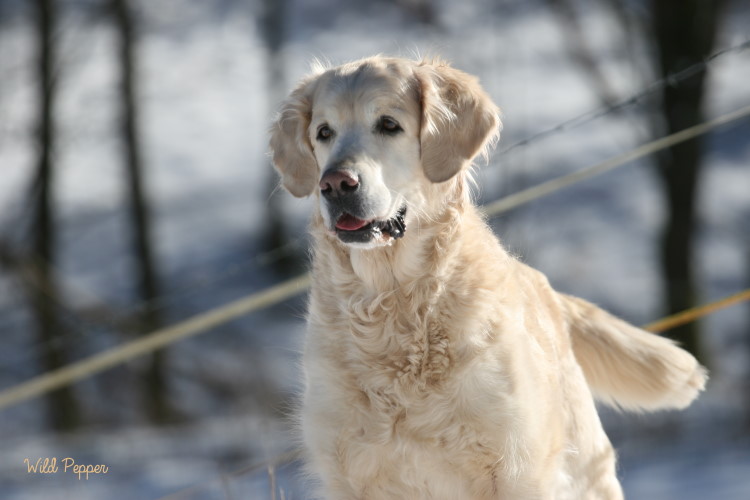 Wild Pepper Golden Retriever