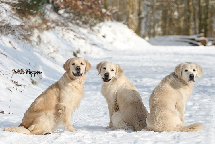 Wild Pepper Golden Retriever