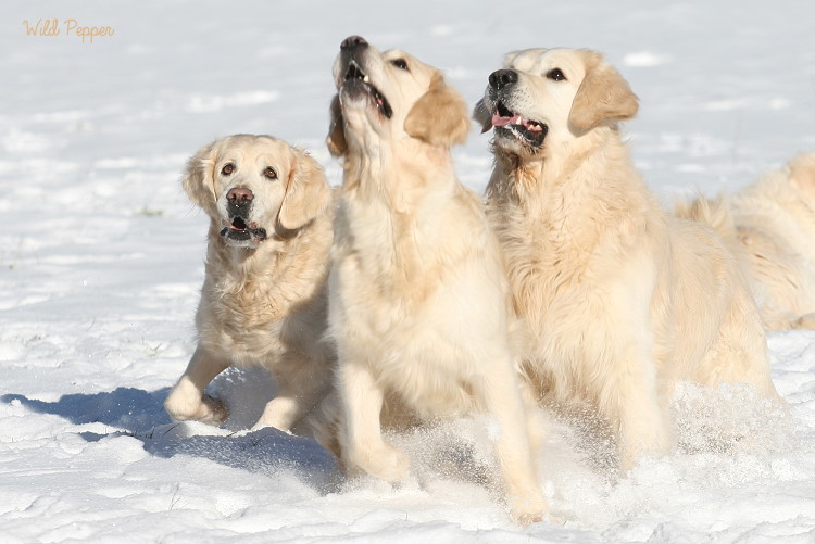 Wild Pepper Golden Retriever