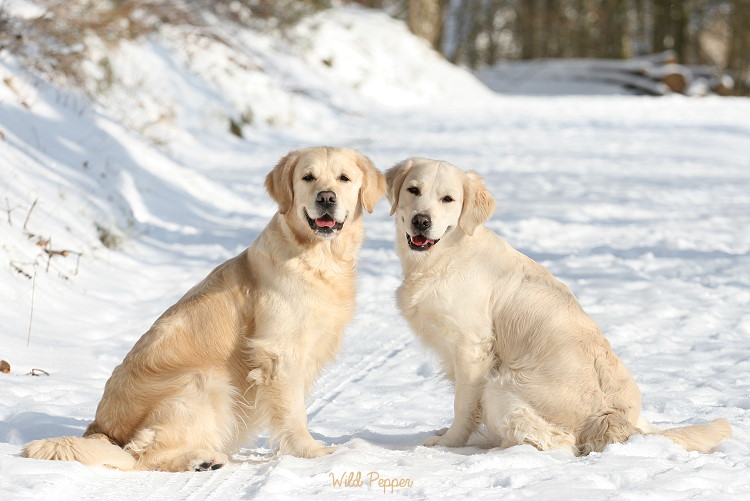 Wild Pepper Golden Retriever
