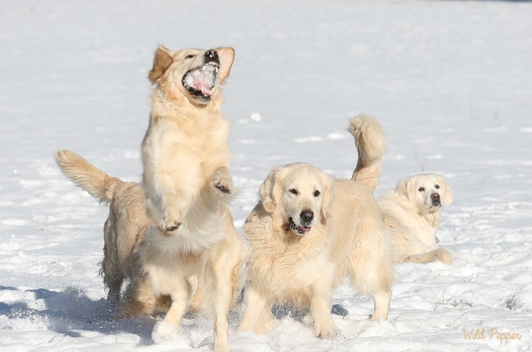 Wild Pepper Golden Retriever